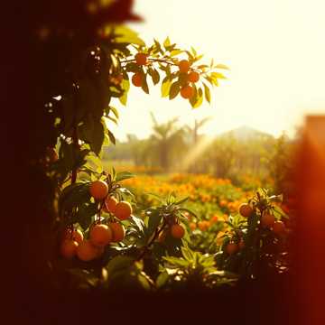Song Cover