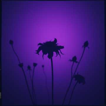 Song Cover