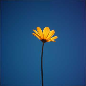 Song Cover