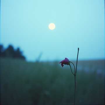 Song Cover