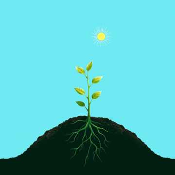 Plantación Sustentable Cover