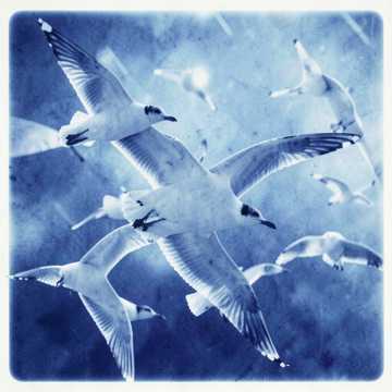 seagulls Cover