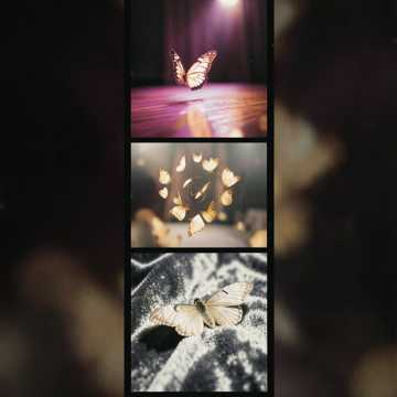 Papillons Cover